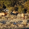 Grand Canyon Getaway in Williams, AZ