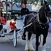 The Carriage Place in Flagstaff, AZ